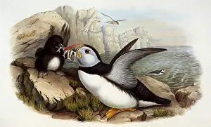 Puffins: Atlantic Puffins, Fratercula arctica