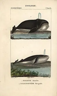 Jean Francois: Atlantic right whale, Eubalaena glacialis