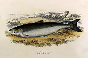Prominently: Atlantic Salmon