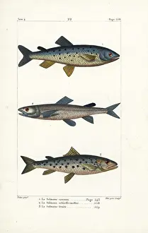 Oviparous: Atlantic salmon, extinct silver salmon and sea trout