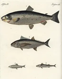 Salmo: Atlantic salmon, tuna, herring and mackerel