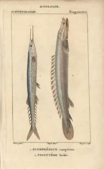 Bichir: Atlantic saury, Scomberesox saurus, and Nile