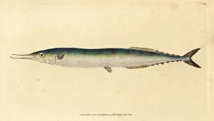 Esox: Atlantic saury, Scomberesox saurus saurus