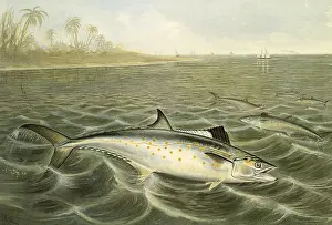 Mackerel: Atlantic Spanish Mackerel