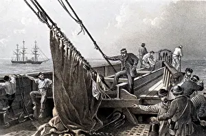 Bows: The Atlantic Telegraph: preparing to grapple for