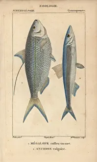 1816 1830: Atlantic thread herring, Opisthonema oglinum