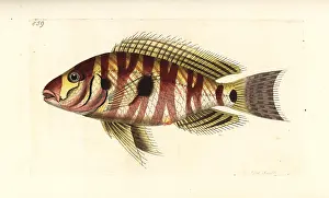 Surinamensis: Atlantic tripletail, Lobotes surinamensis