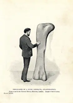 Smit: Atlantosaurus thigh bone
