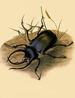 Sumatra: Atlas Beetle
