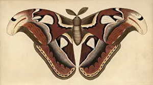 Attacus: Atlas moth, Attacus atlas