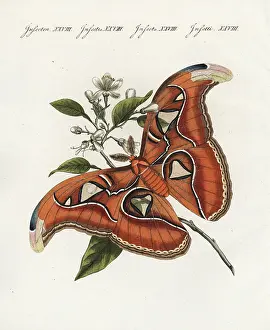 Bertuch: Atlas moth, Attacus atlas