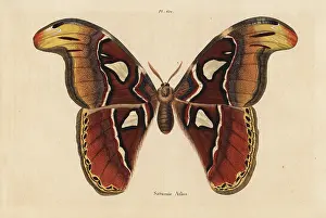 Dictionnaire: Atlas moth, Attacus atlas