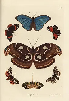 Candelaria: Atlas moth, blue morpho, lanternfly, and European