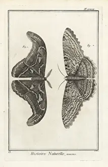 Cayenne: Atlas moth and white witch moth