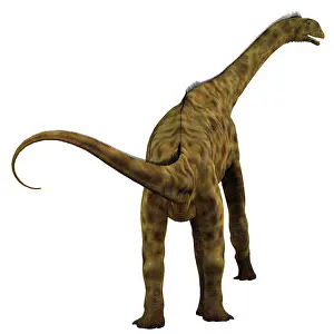 Bathonian: Atlasaurus dinosaur, rear view