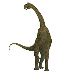 Bathonian: Atlasaurus dinosaur on white background