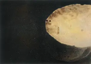 atmospheric UFOS: Trevor James Constable