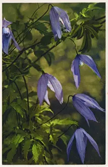 Clematis: Atragene (Clematis)