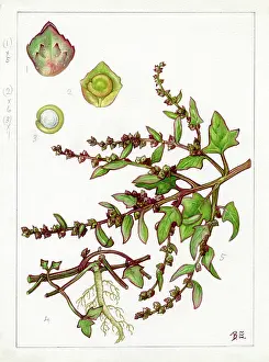 Atriplex: Atriplex Babingtonii - Babington's Orache