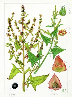 Atriplex: Atriplex hastata - spear-leaved orache