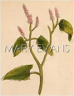 Atriplex: ATRIPLEX HORTENSIS