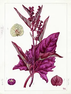 Atriplex: Atriplex hortensis - Red Mountain Spinach