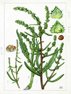 Atriplex: Atriplex littoralis - grassleaf orache