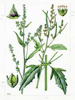 Gwen: Atriplex patula - common orache