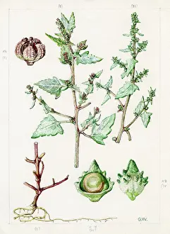 Gwen: Atriplex sabulosa - Frosted Orache