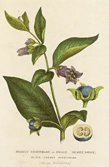 Belladonna: ATROPA BELLADONNA