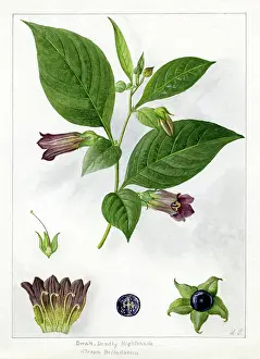 Snelling: Atropa belladonna - deadly nightshade