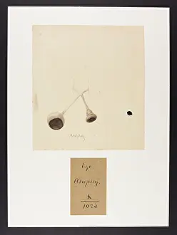 Plantes: Atrophy: Eye