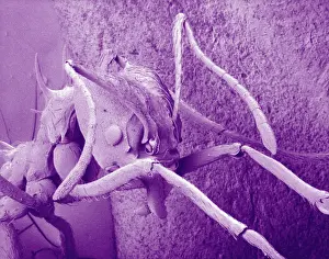 Formicidae: Atta cethalotes, leaf-cutter ant