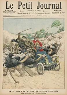 Ostriches: ATTACKED BY OSTRICHES