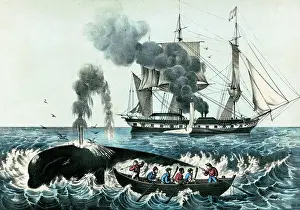 Whaling: Attacking Right Whale, 19th Century
