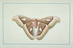 1722 C: Attacus atlas, atlas moth