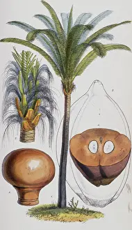 Martius: Attalea funifera C. Martius ex Sprengel, bahia piassaba palm