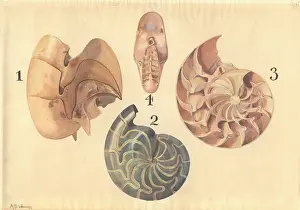 Nautilus: Aturia sp. nautilus