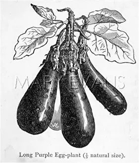 Aubergine: AUBERGINE ON STALK