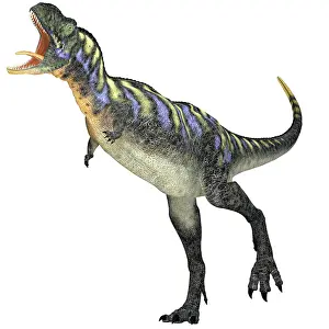 Aucasaurus: Aucasaurus dinosaur