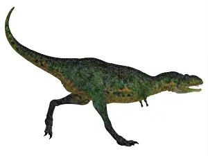 Ceratosauria: Aucasaurus dinosaur
