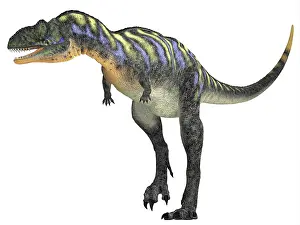 Ceratosaur: Aucasaurus dinosaur