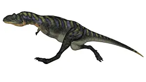 Ceratosaur: Aucasaurus dinosaur isolated on white background