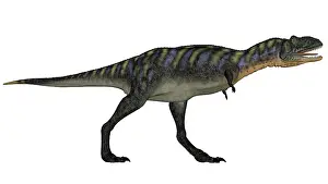 Ceratosaur: Aucasaurus dinosaur isolated on white background