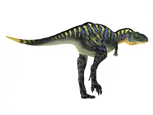 Campanian: Aucasaurus dinosaur, rear view on white background
