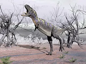 Ceratosauria: Aucasaurus dinosaur roaring in the desert