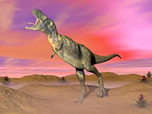 Multi Colored: Aucasaurus dinosaur roaring in the desert by sunset