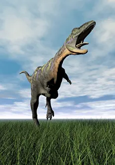 Furious: Aucasaurus dinosaur running on the green grass with mouth ?