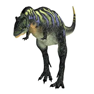 Ceratosaur: Aucasaurus dinosaur, front view on white background