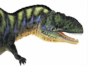 Campanian: Aucasaurus dinosaur, side view on white background